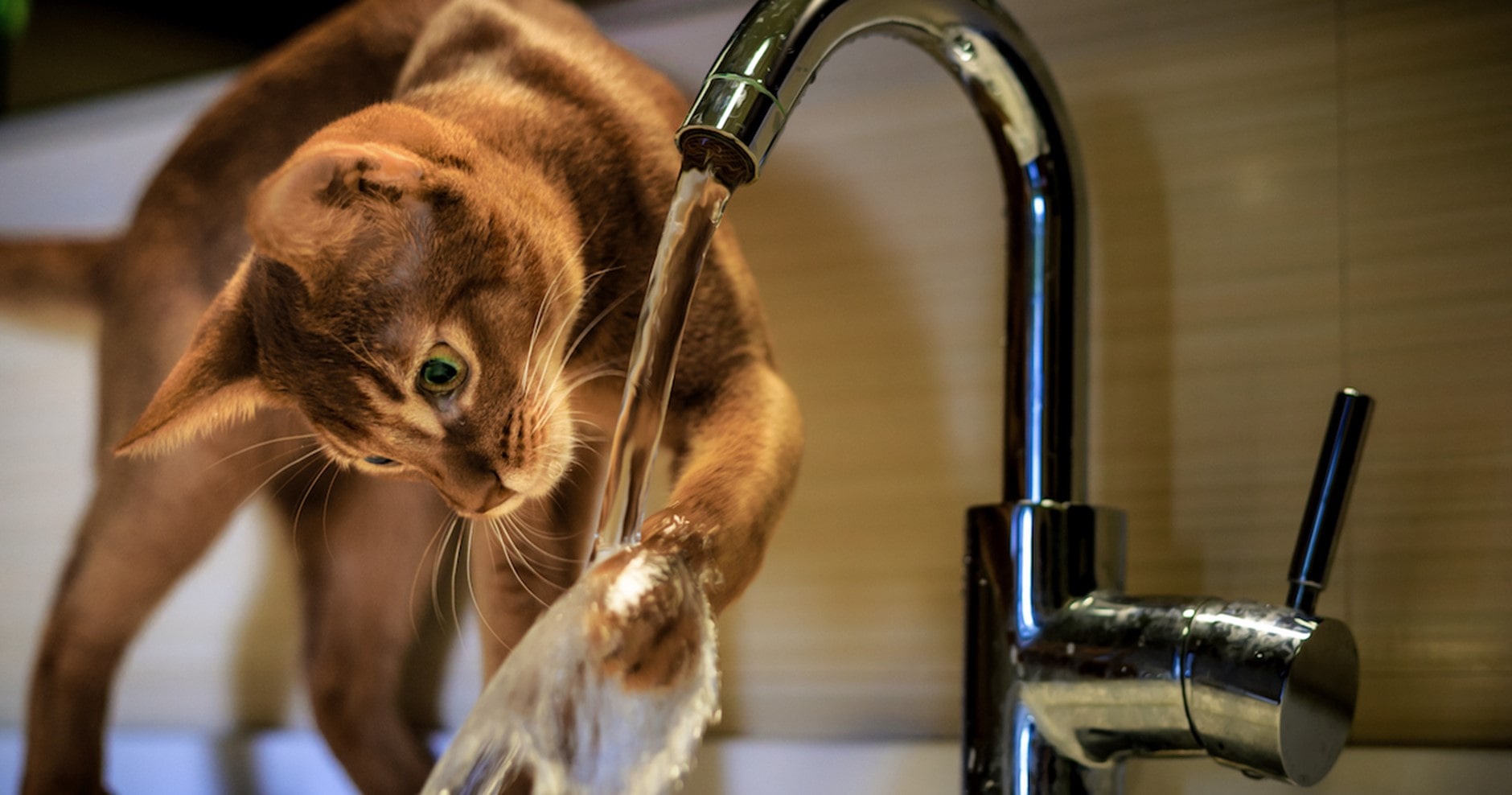 Typisch Katze?! Warum mögen Katzen kein Wasser?